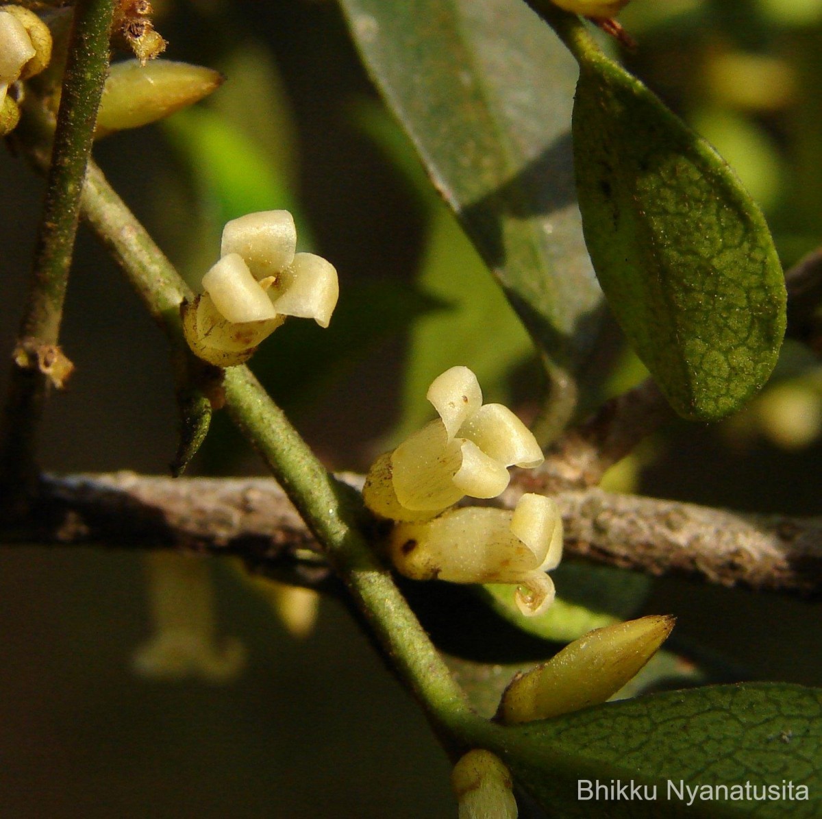 Diospyros ferrea (Willd.) Bakh.